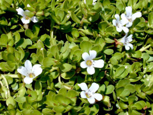 Bacopa monnieri