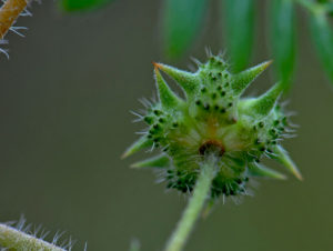 Tribulus terrestris
